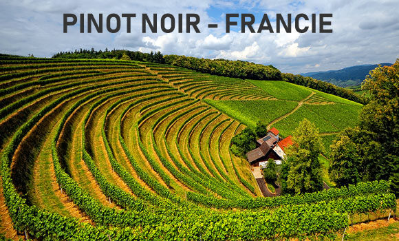 Viniční toulky Francií part VII. Pinot noir